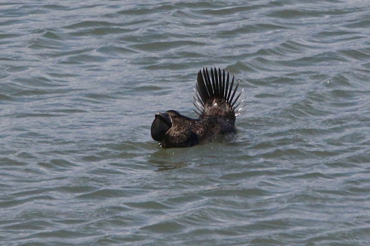 Musk Duck - ML645677603