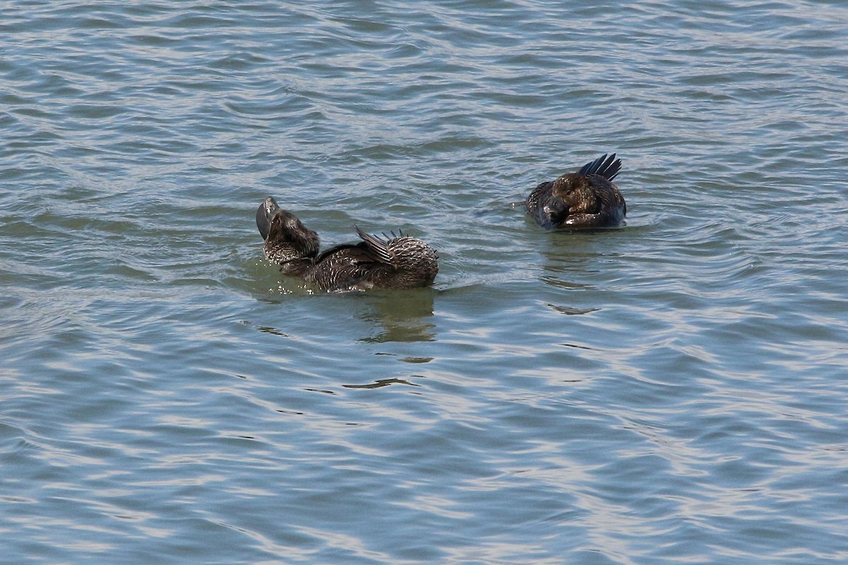 Musk Duck - ML645677604