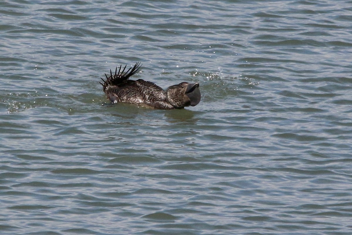 Musk Duck - ML645677605