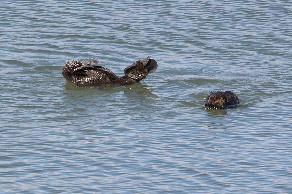 Musk Duck - ML645677606