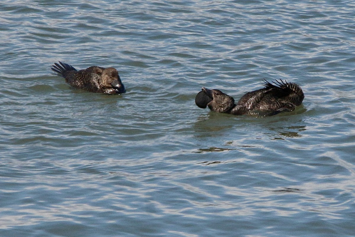 Musk Duck - ML645677607