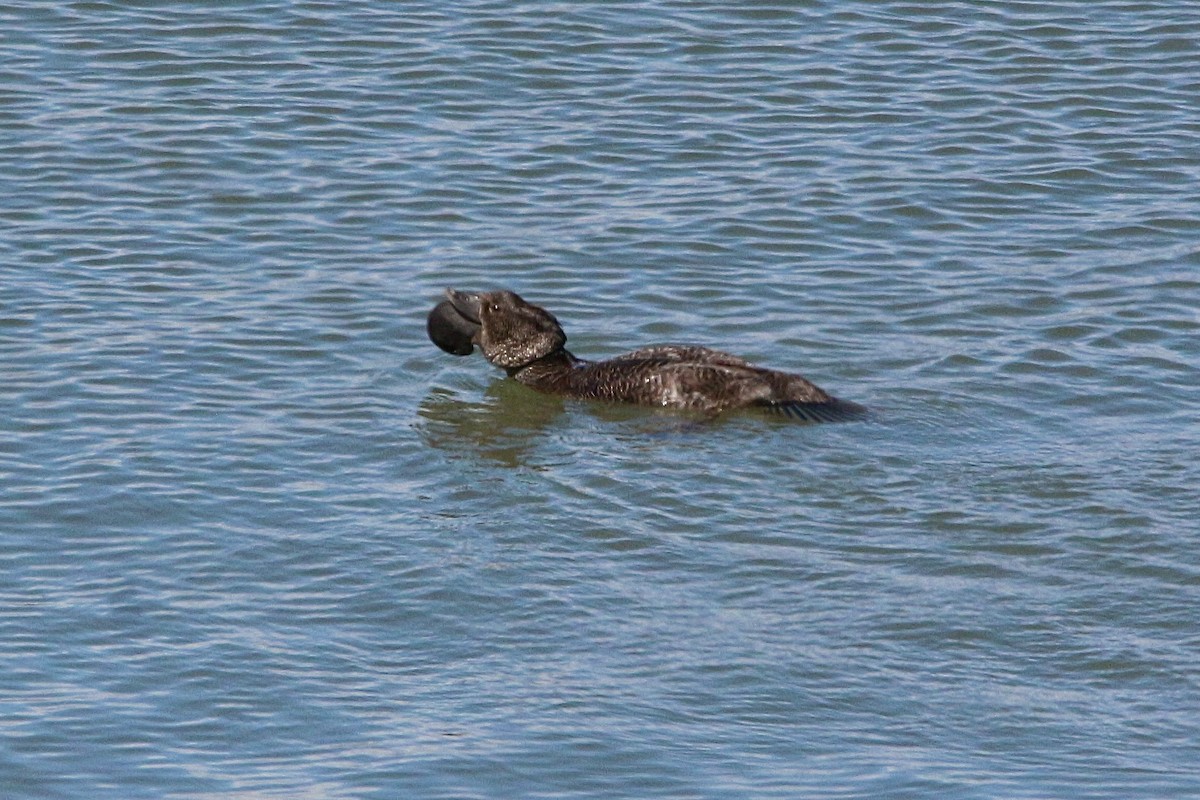 Musk Duck - ML645677608