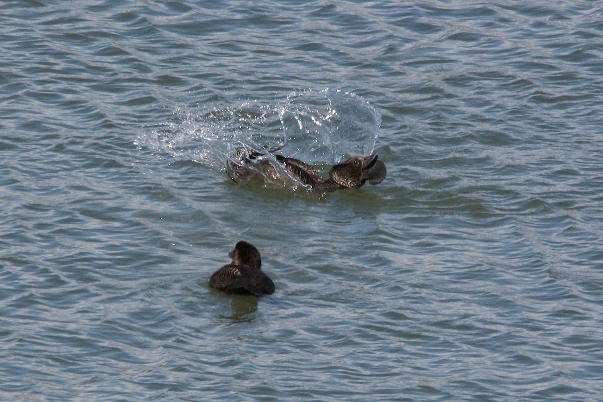 Musk Duck - ML645677609