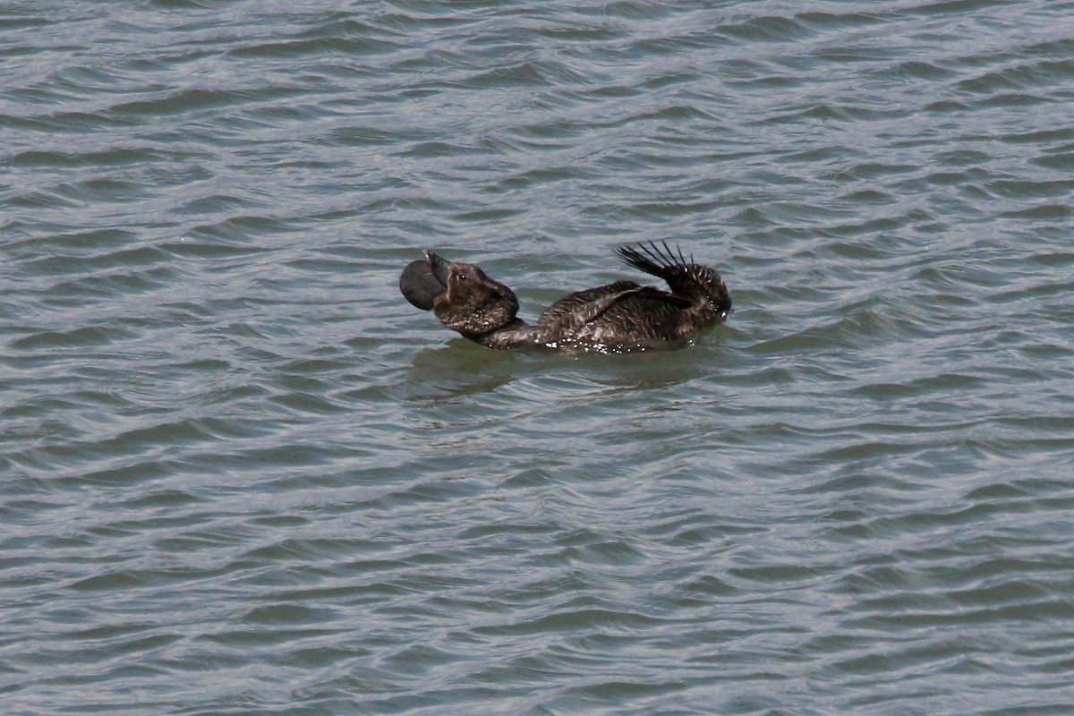 Musk Duck - ML645677610