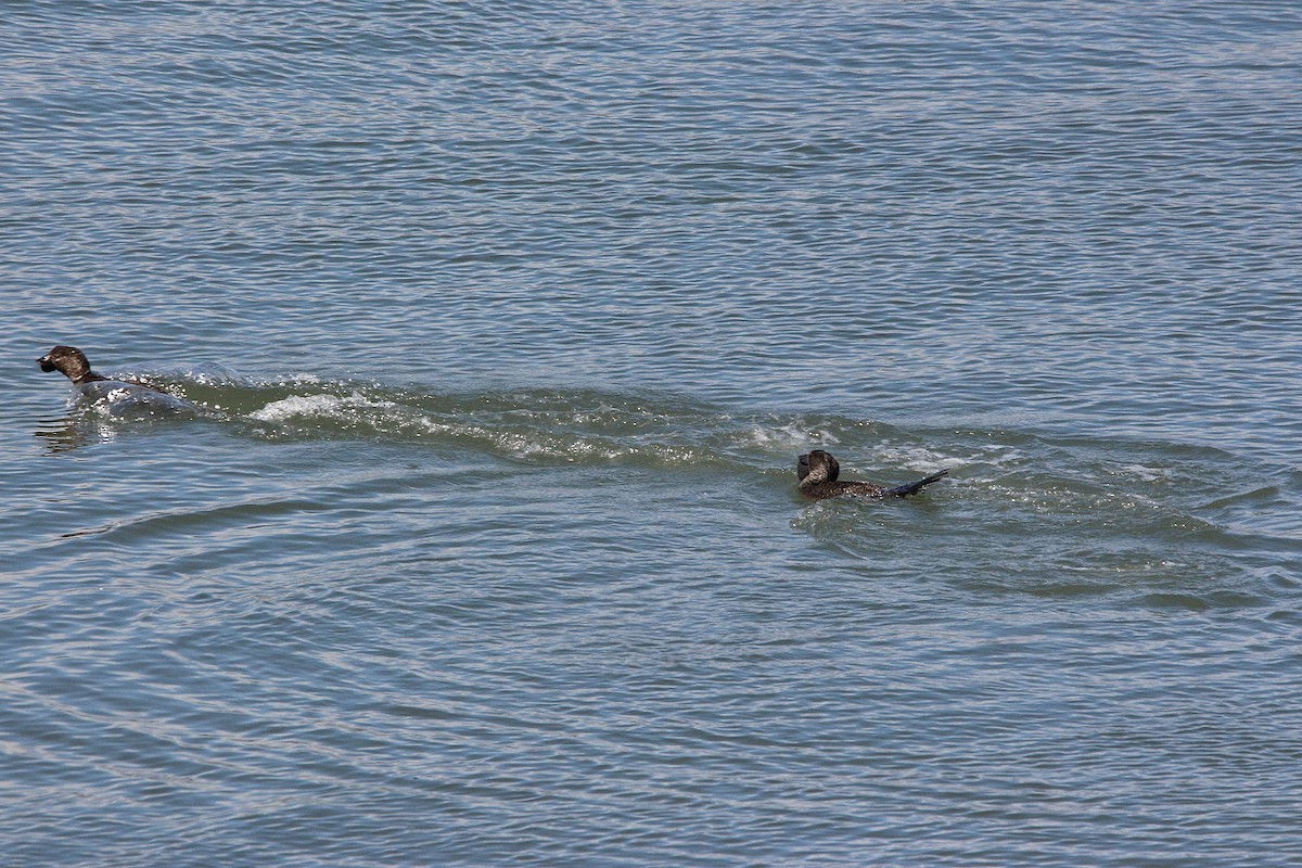 Musk Duck - ML645677611