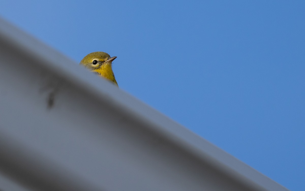 チャスジアメリカムシクイ - ML645677612