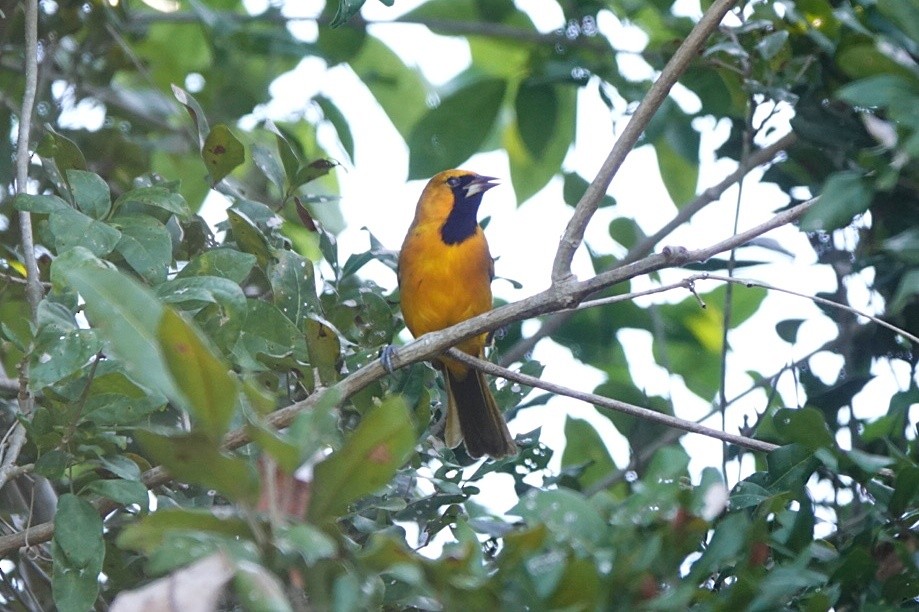 Трупіал масковий - ML645677613