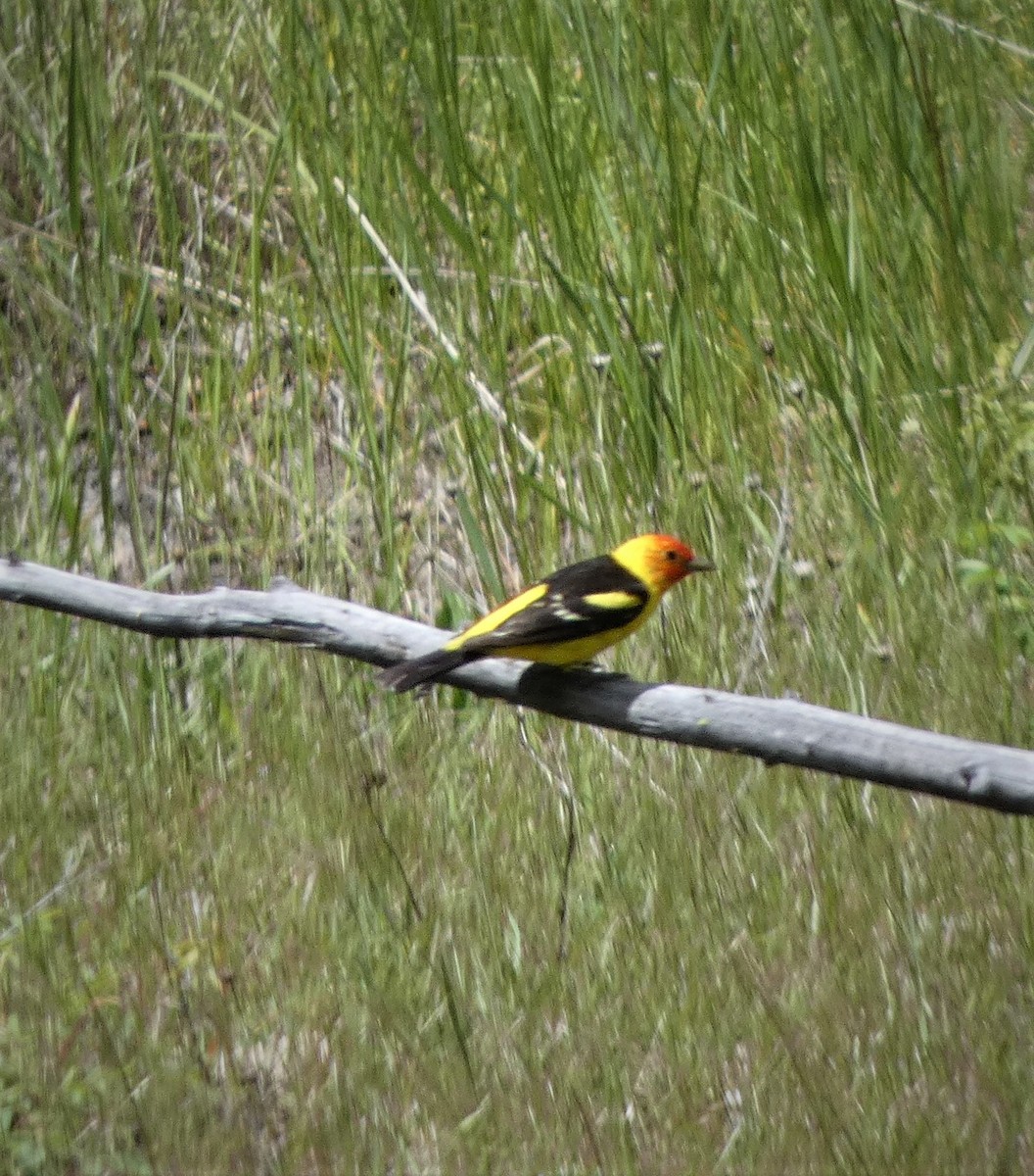 Піранга жовтогуза - ML645677614