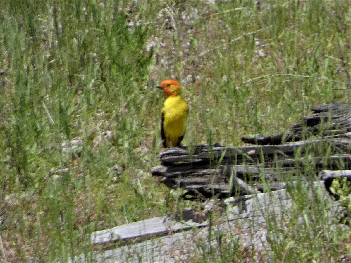 Піранга жовтогуза - ML645677615