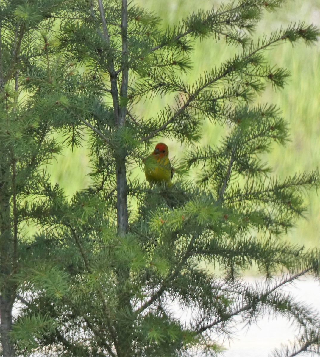 Піранга жовтогуза - ML645677616