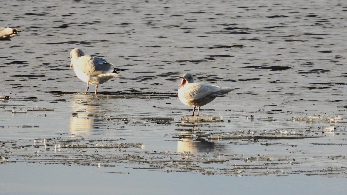 Мартин гренландський - ML645677619