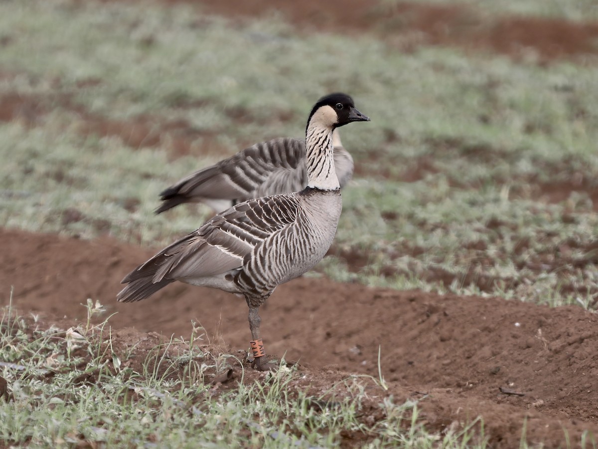 berneška havajská - ML645677627