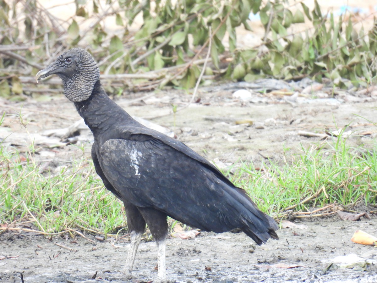 Black Vulture - ML645677629
