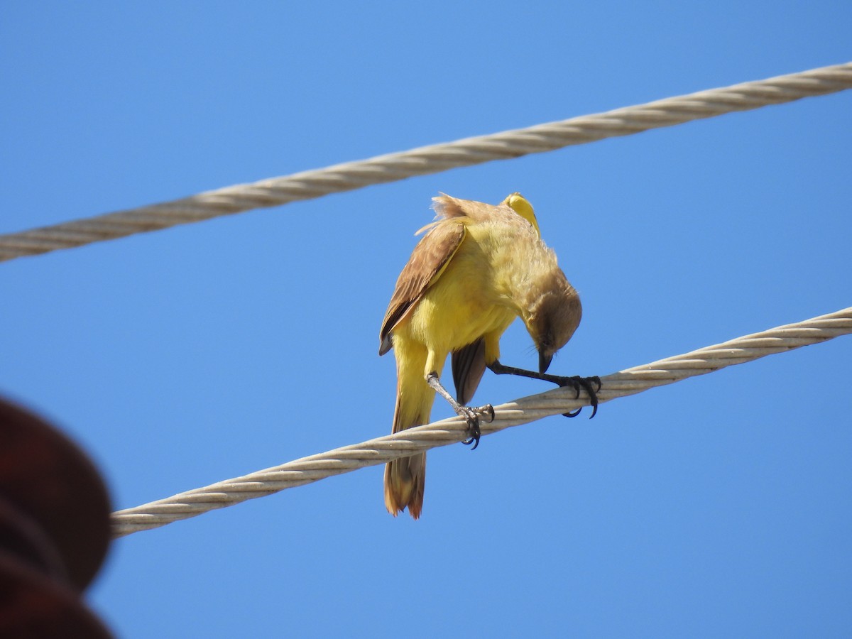 Cattle Tyrant - ML645677652