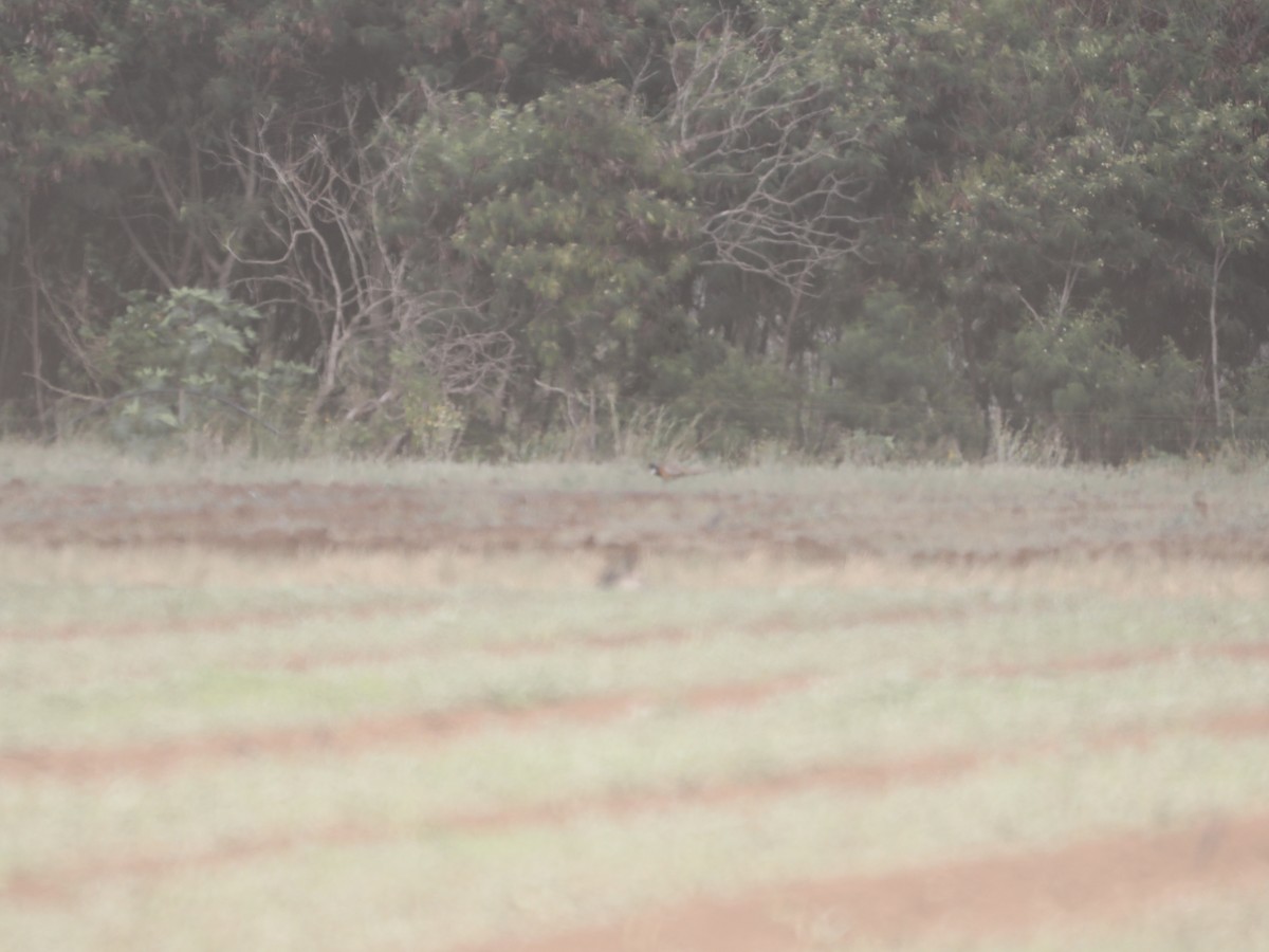 bažant obecný - ML645677657