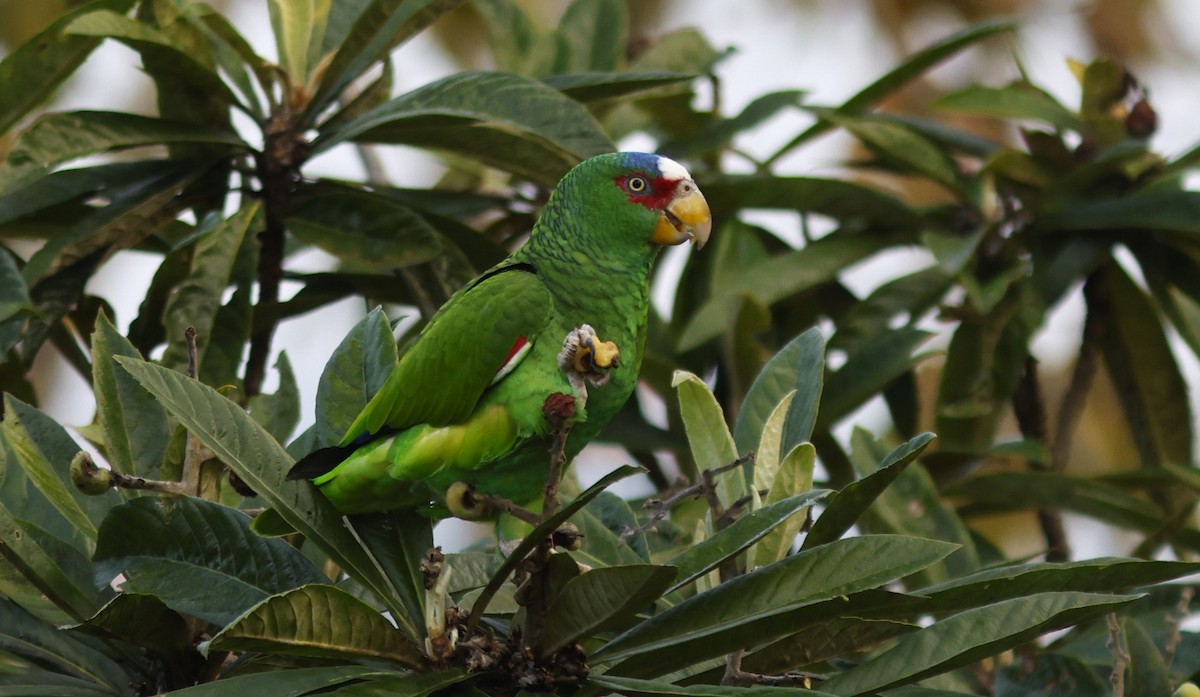 White-fronted Amazon - ML645677660