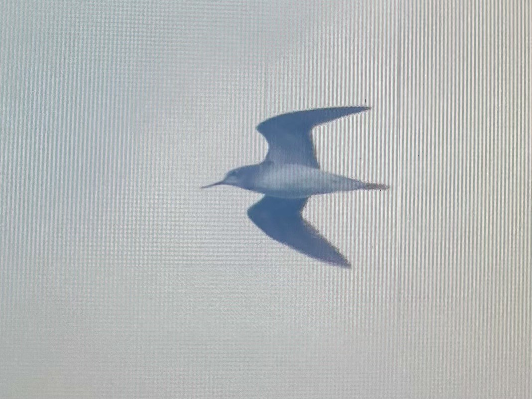 Lesser Yellowlegs - ML645677663