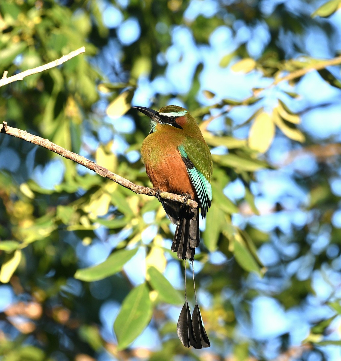 Момот рудочеревий - ML645677668