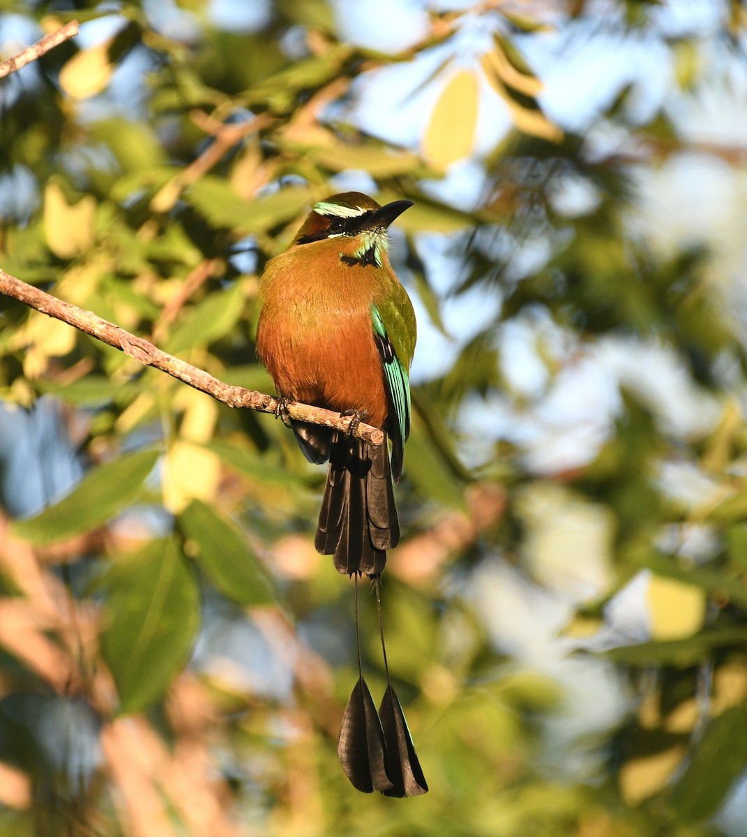 Момот рудочеревий - ML645677669