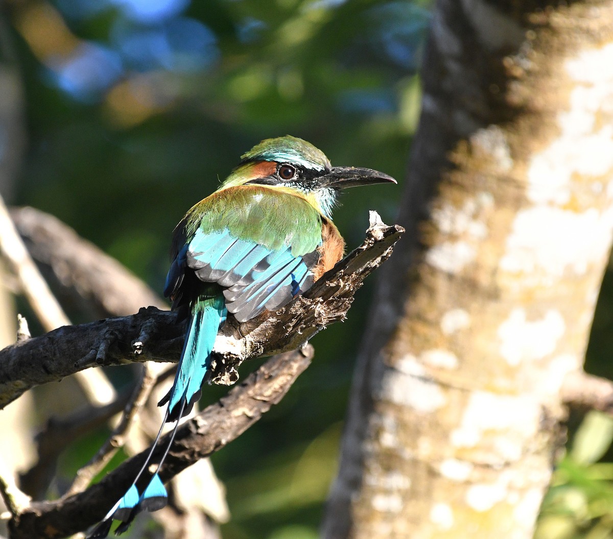 Момот рудочеревий - ML645677670