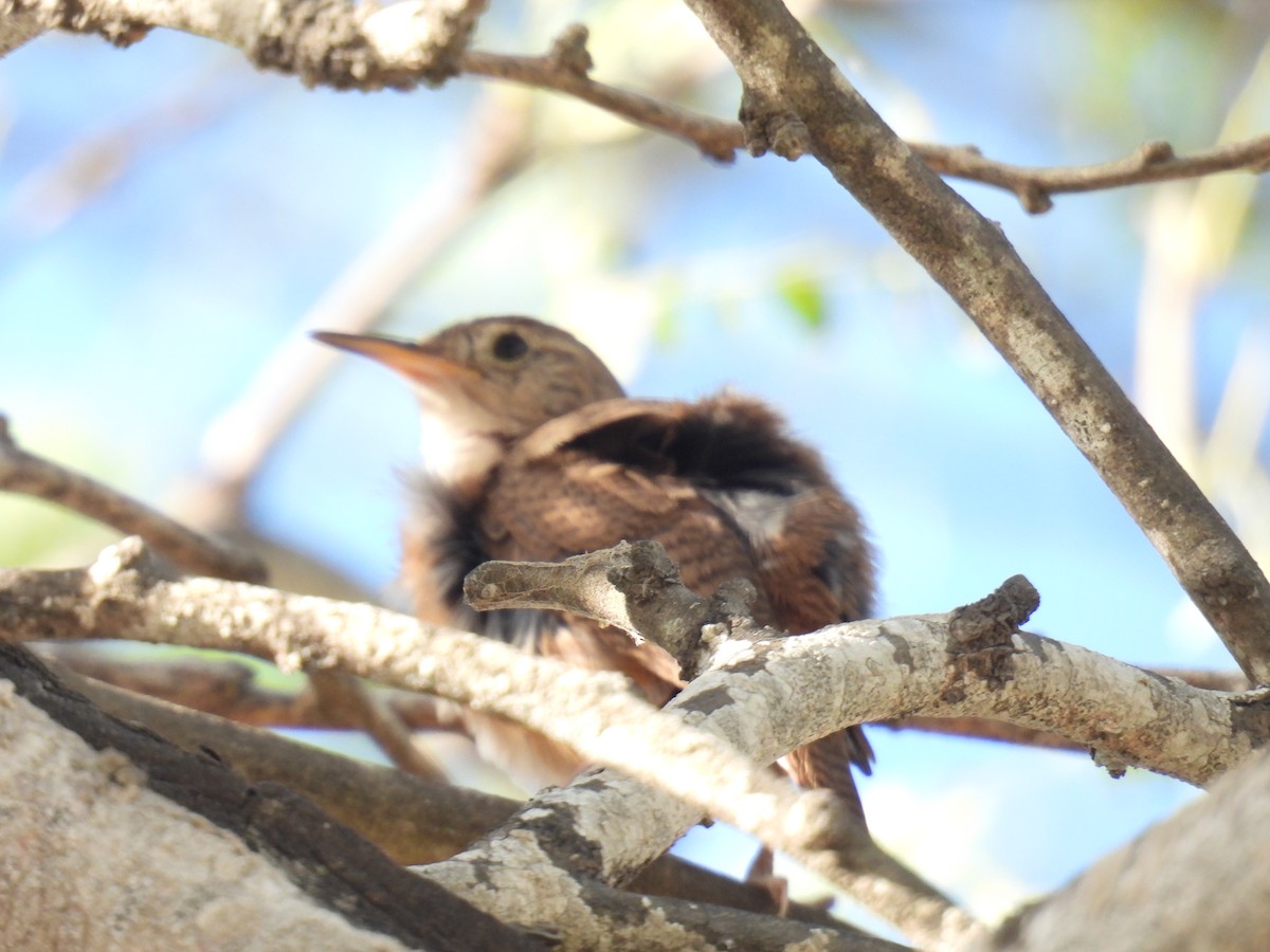 Southern House Wren - ML645677678