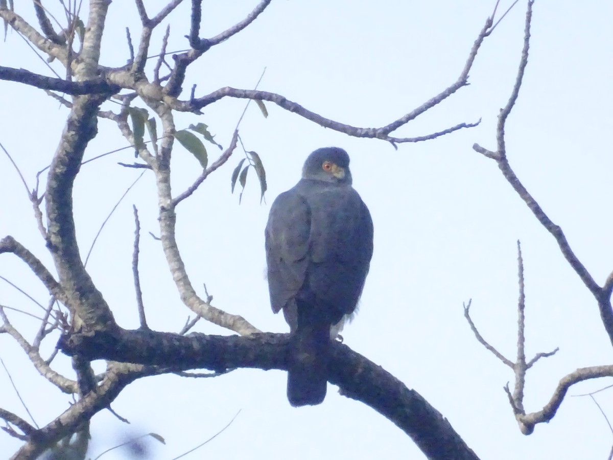 Bicolored Hawk - ML645677693