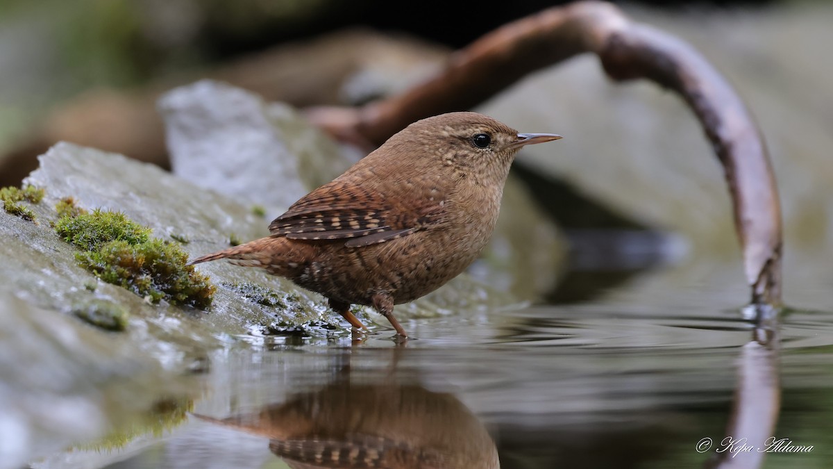 Eurasian Wren - ML645677703