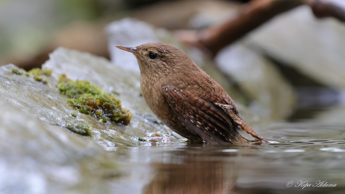 Eurasian Wren - ML645677709