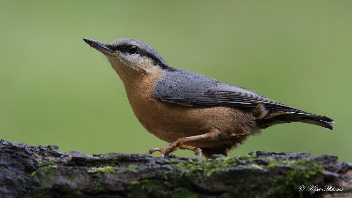 Garrapo eurasiarra - ML645677715