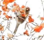 Redpoll - ML645677716