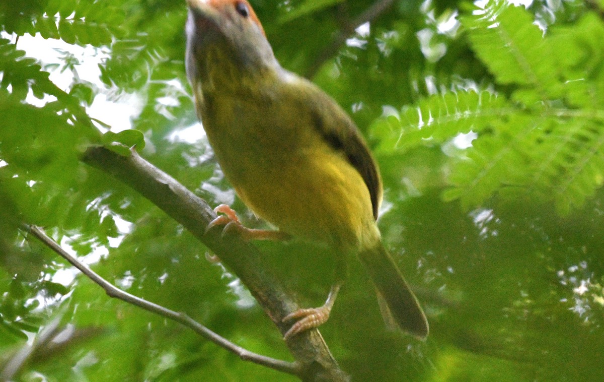 Rufous-browed Peppershrike - ML645677717