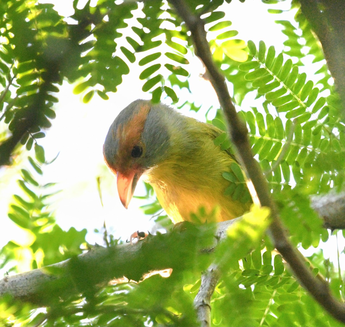 Rufous-browed Peppershrike - ML645677718