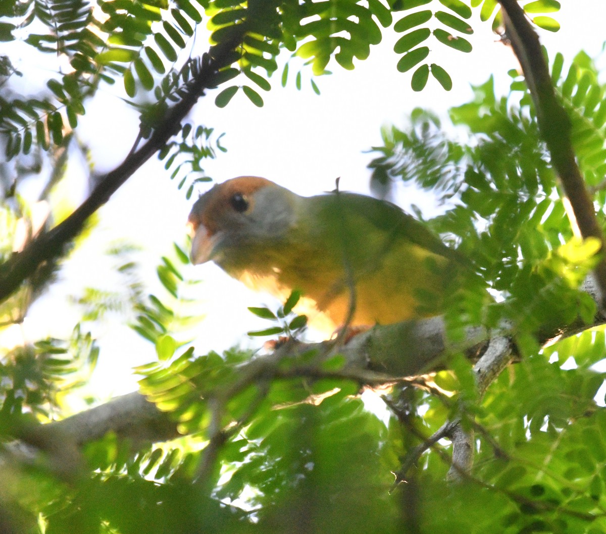Rufous-browed Peppershrike - ML645677719