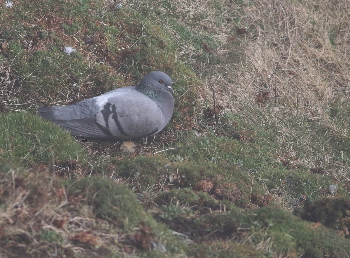 Kaya Güvercini - ML645677724