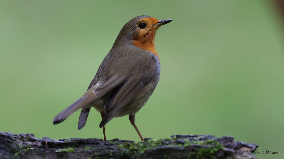 European Robin - ML645677726