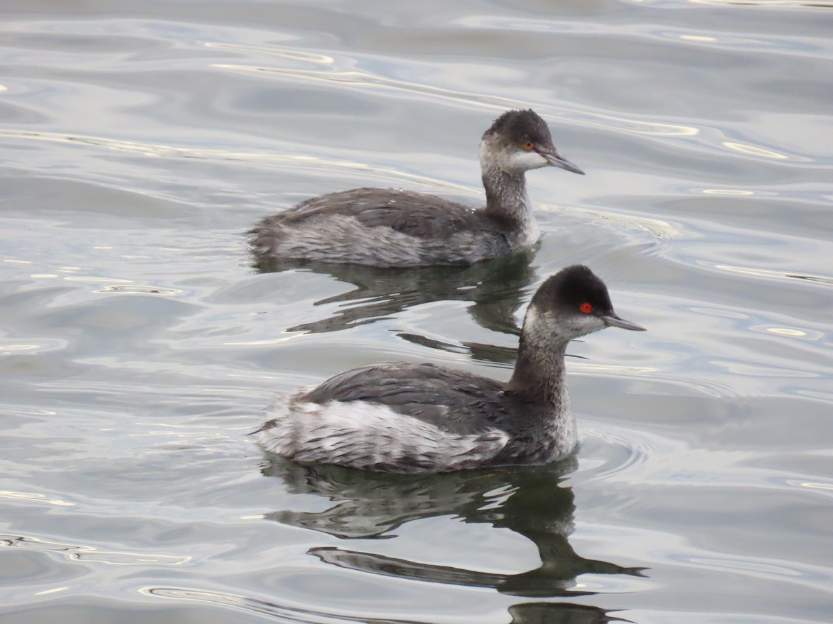 Schwarzhalstaucher - ML645677727