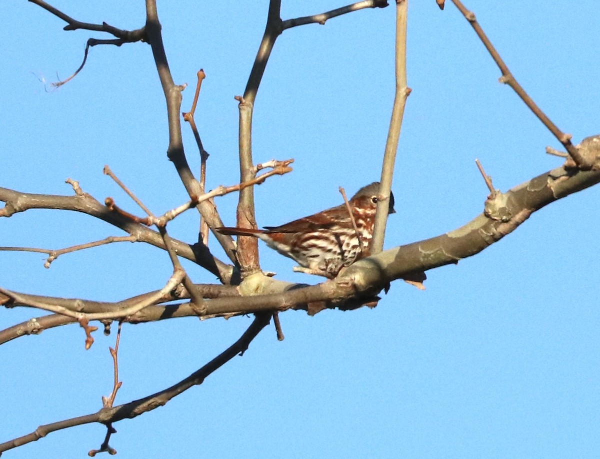 Fox Sparrow - ML645677734