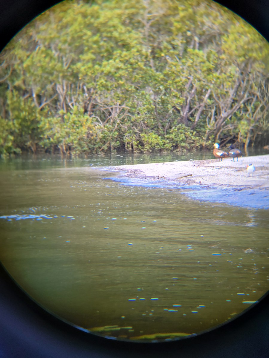 Tarro Maorí - ML645677743