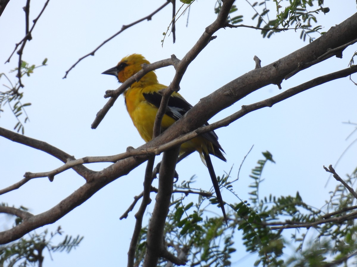 Yellow Oriole - ML645677762