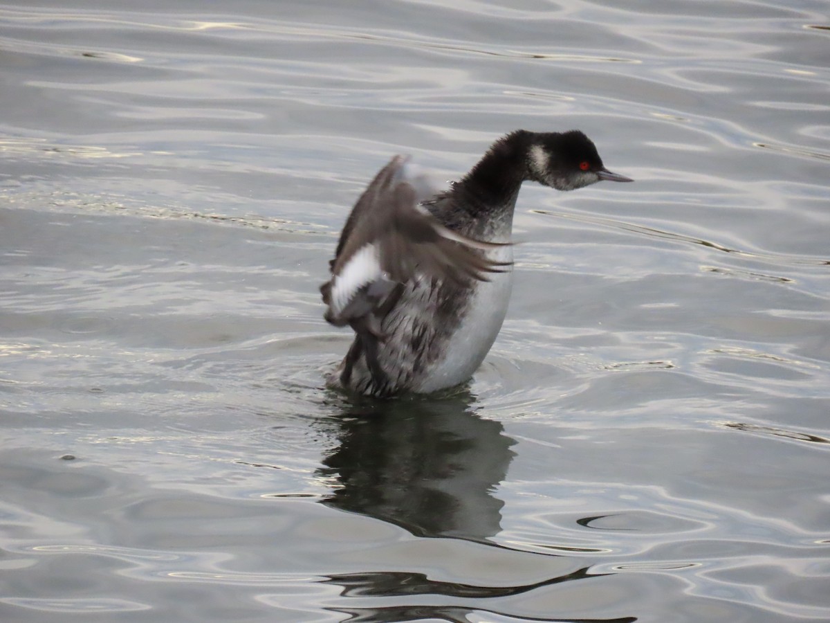 Schwarzhalstaucher - ML645677763