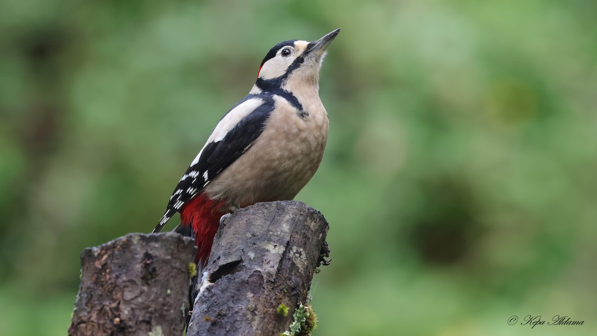 Great Spotted Woodpecker - ML645677767