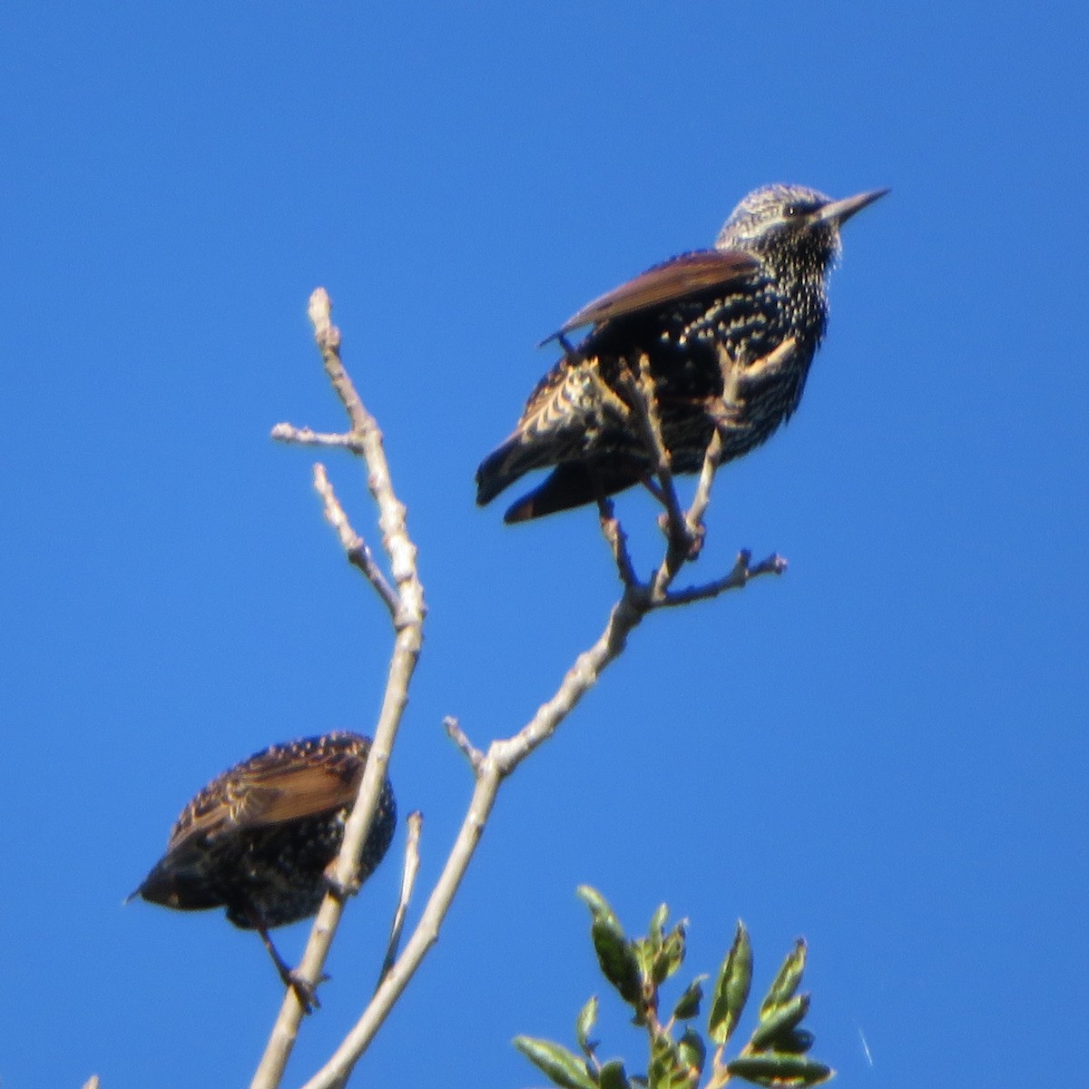 European Starling - ML645677769