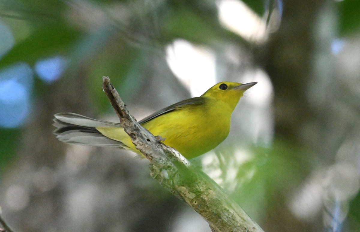 Болотянка чорногорла - ML645677780