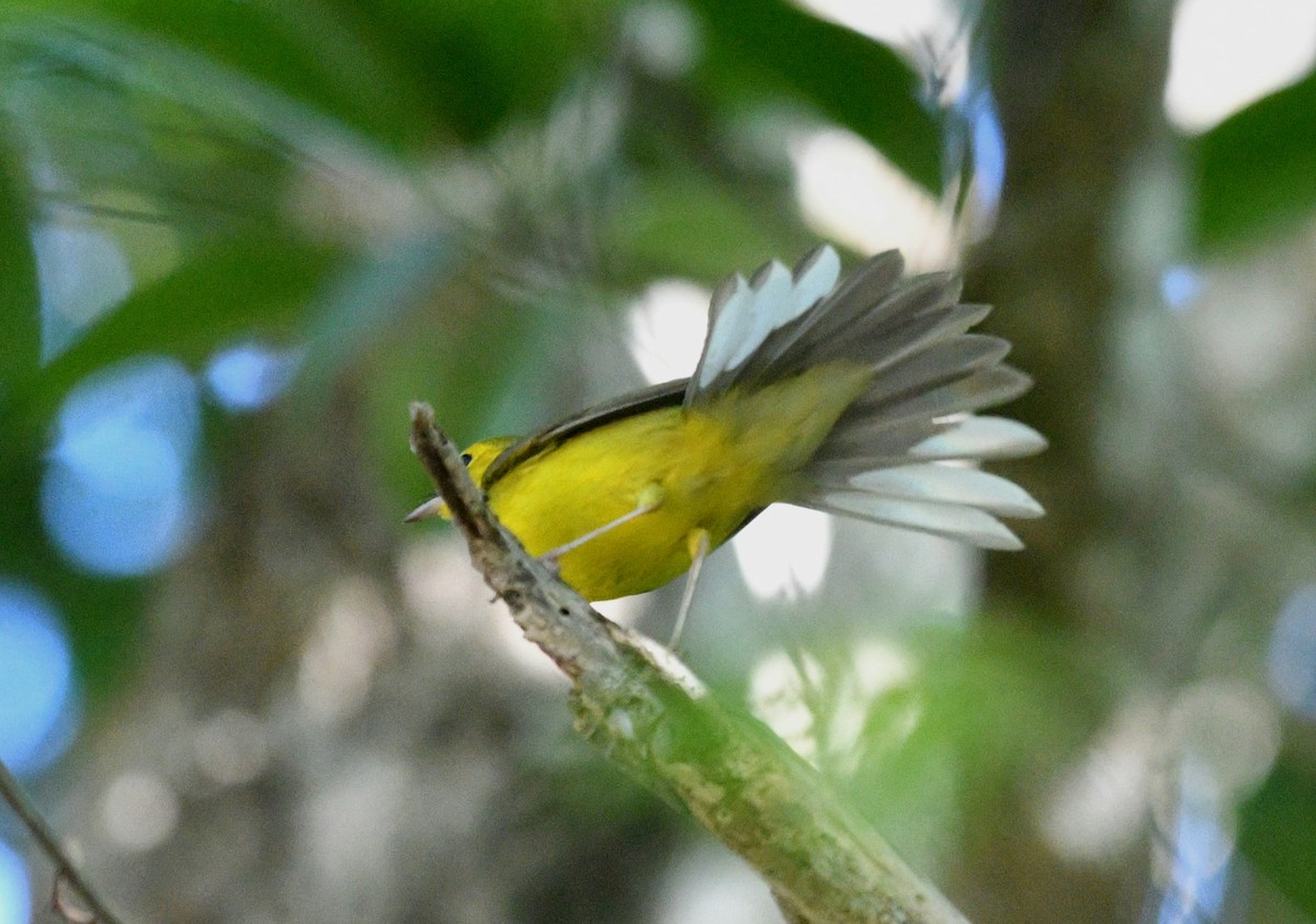 Болотянка чорногорла - ML645677781