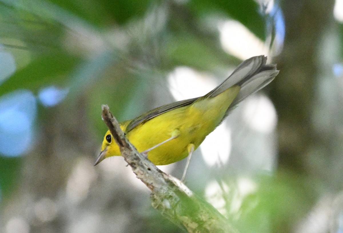 Болотянка чорногорла - ML645677783