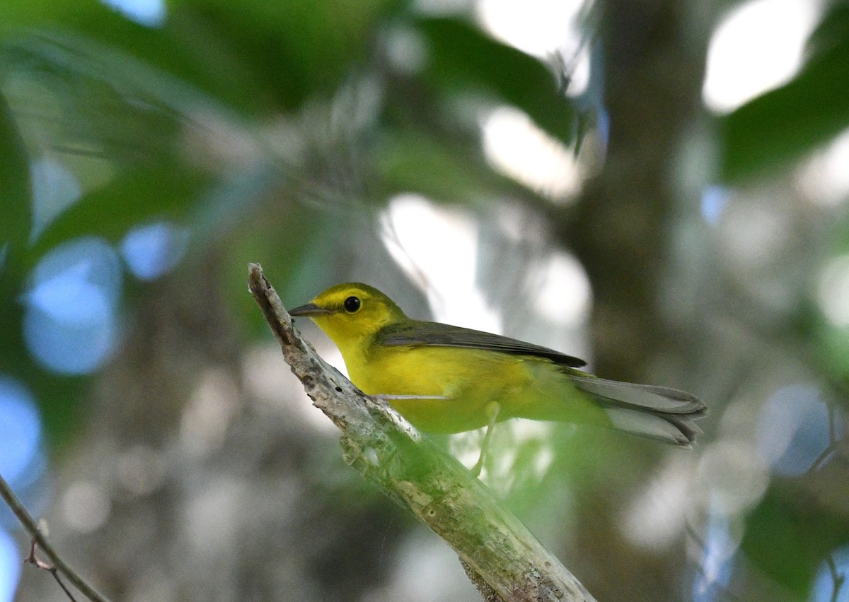 Болотянка чорногорла - ML645677785