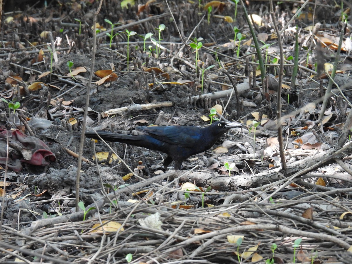 Great-tailed Grackle - ML645677794