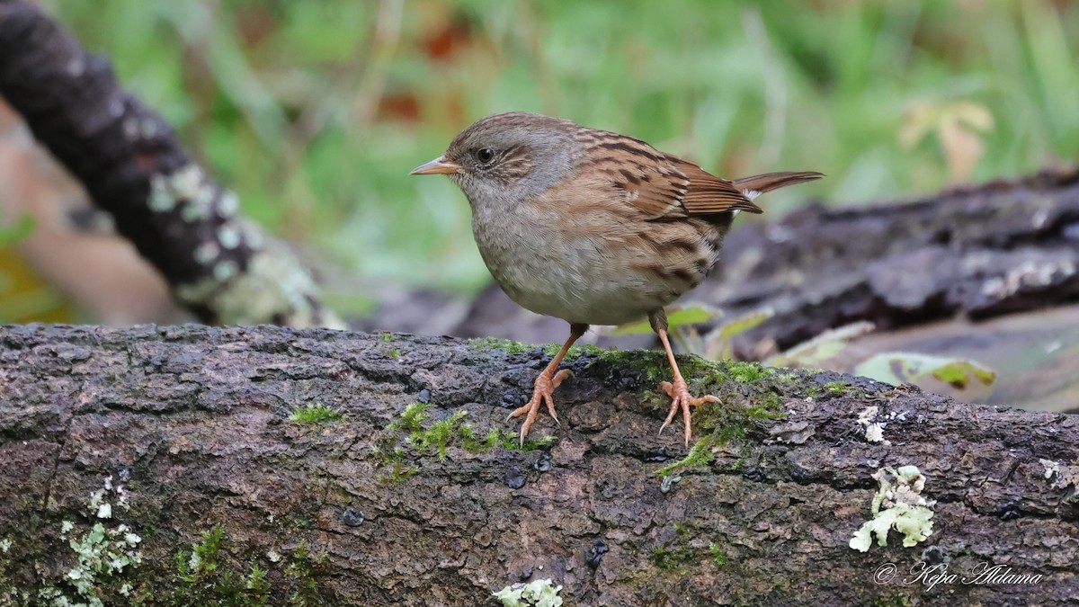 Dunnock - ML645677798