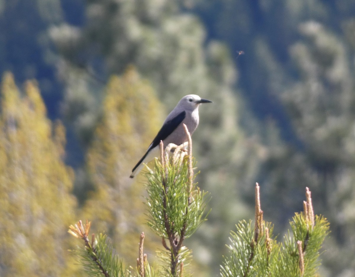 Clark's Nutcracker - ML645677799