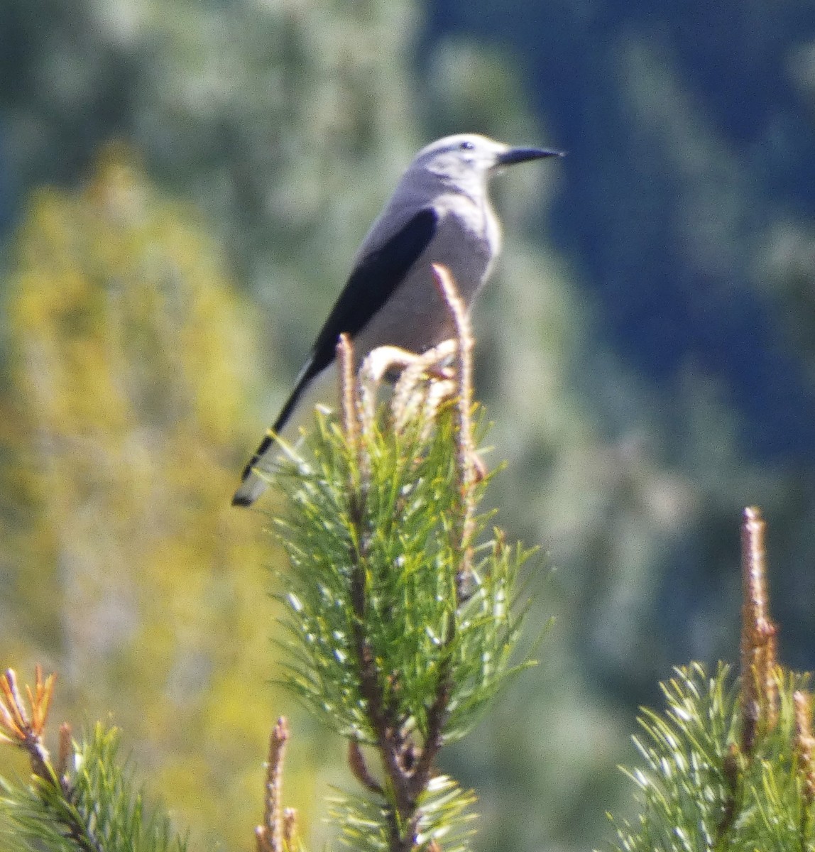 Clark's Nutcracker - ML645677800